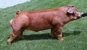 Duroc jersey
