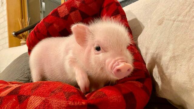 TECNICA POR PACE Y COL