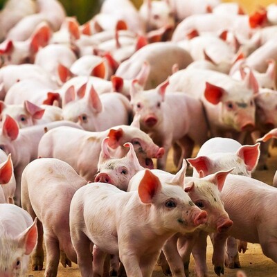 Timeline: Linea del tiempo del cerdo