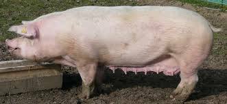 Estado de cerdos en Europa