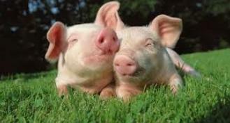 Finales del siglo XVIII