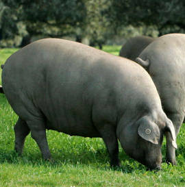 Cerdo iberico.