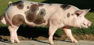 Evolución del cerdo.