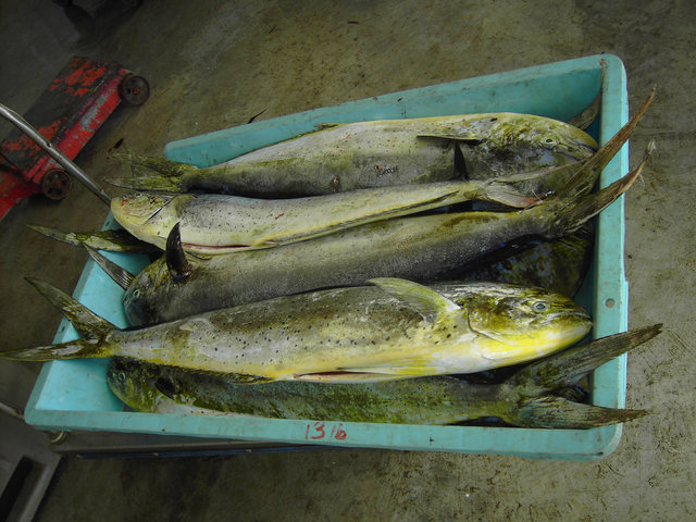 Pesca de dorado