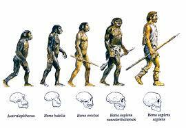 Hominids