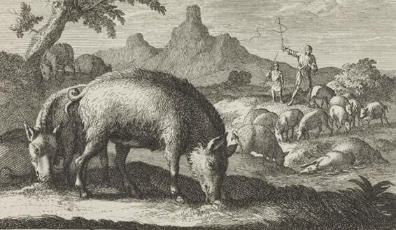 Se propicia la adaptación completa del cerdo a las Américas