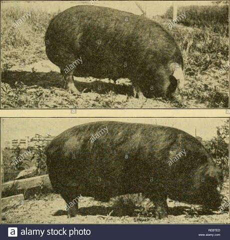 Se establece la producción del cerdo de grasa