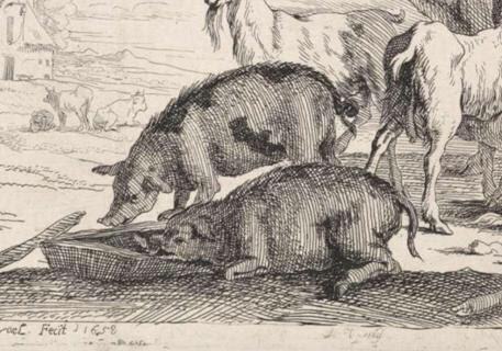 Se establece de forma definitiva la crianza de cerdo