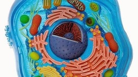 Timeline: Linea de tiempo de la Teoría celular