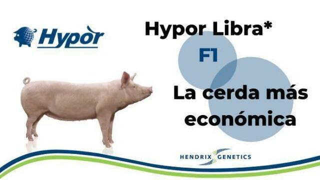 Creación de líneas porcinas