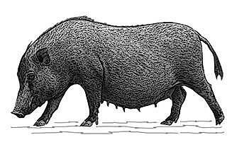 Domesticación del cerdo en China.