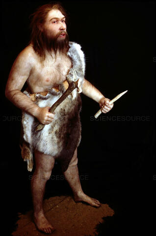 Homo neanderthalensis
