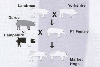 Se crea cruzamiento para heterosis