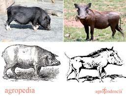 origen de los cerdos