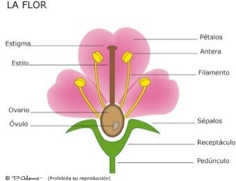 La reproducción sexual de las plantas