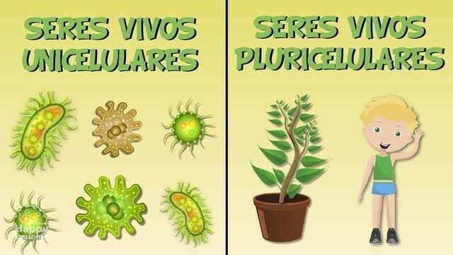 Todos los organismos vivos están compuestos por células