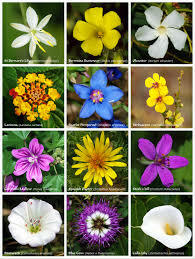 Sistema de clasificación APG III