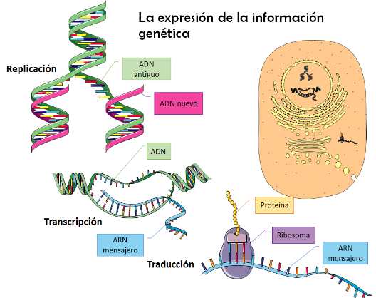 La herencia se encuentra en el ADN