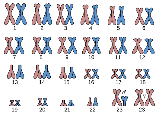 ¿Cuántos cromosomas hay en el cuerpo?