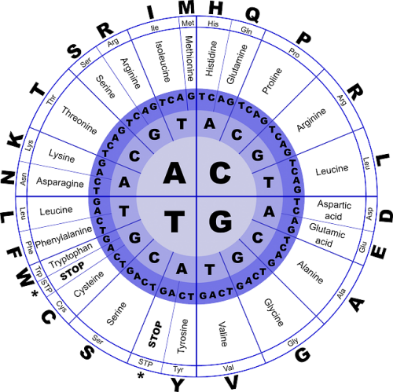 Código genético completo del ADN