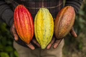 Cacao