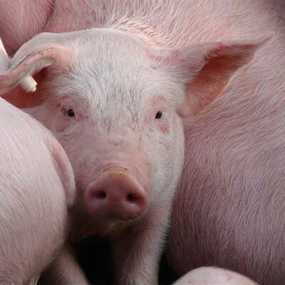 Timeline: HISTORIA Y EVOLUCION DEL CERDO