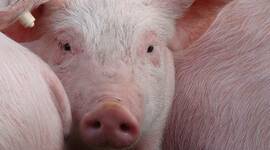 Timeline: HISTORIA Y EVOLUCION DEL CERDO