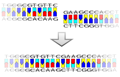 Primera molécula de ADN recombinante