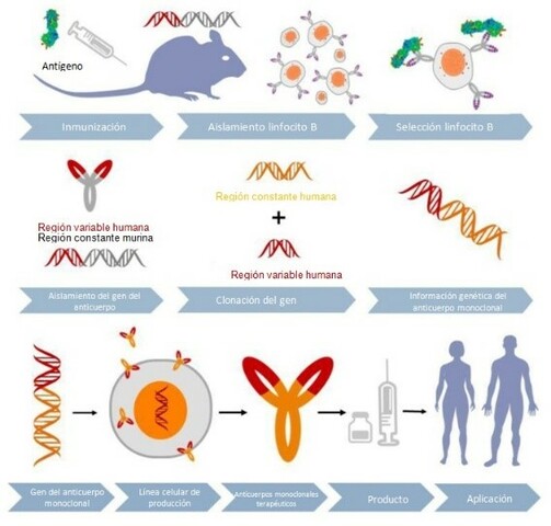 Anticuerpo monoclonales