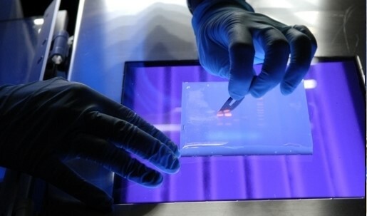 Primera patente de un organismo