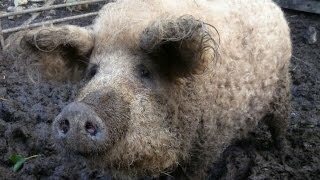 Domesticación en china