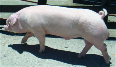 Existia en europa un grupo de landrace