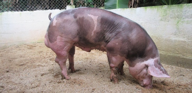 Expansión del pietrain en europa