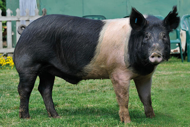 Se estableció la asociación américa de Hampshire