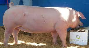 En Dinamarca se inicia el majamiento de la propia raza danesa