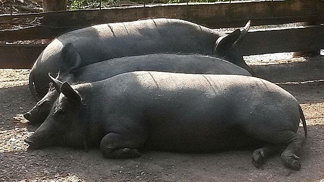 Especies de cerdo asiática y europea llegan a México; empiezan a reproducirse y dan origen a los criollos