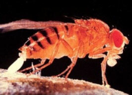 First animal in space by USA