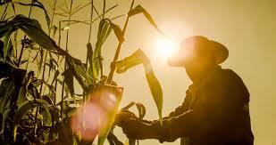 Sistema Alimentario Mexicano (SAM)