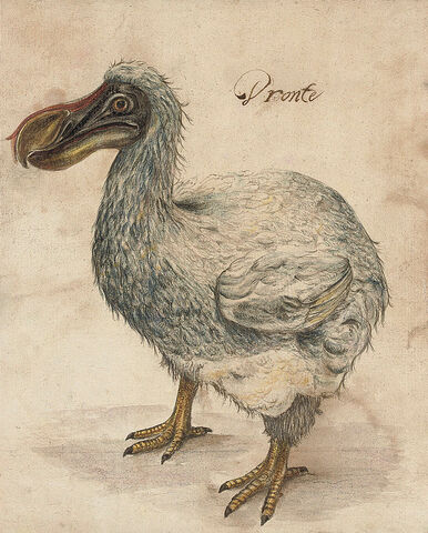 EXTINCIÓN DEL DODO