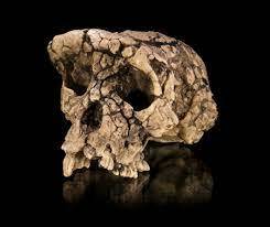Sahelanthropus tchadensis (tumai)