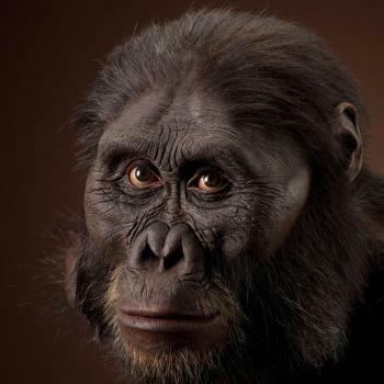 Australopithecus afarensis