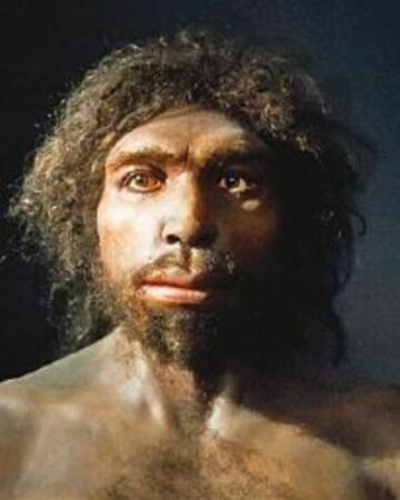 Homo antecessor