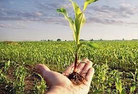 Subsidio a la producción