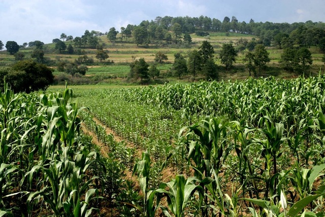 Subsidio a la producción