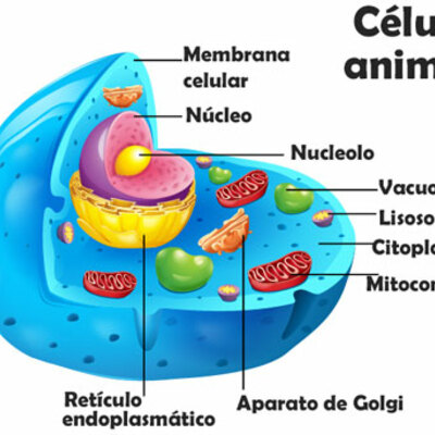 Timeline: Teorías Celulares - 201115388