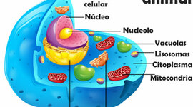 Timeline: Teorías Celulares - 201115388