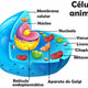Celula animal