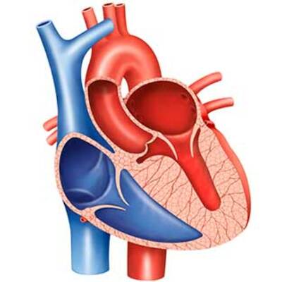 Timeline: La Historia del Ciclo Cardíaco