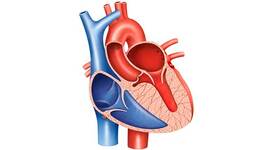 Timeline: La Historia del Ciclo Cardíaco