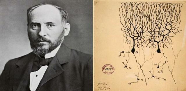 Ramón y Cajal investiga el tejido nervioso